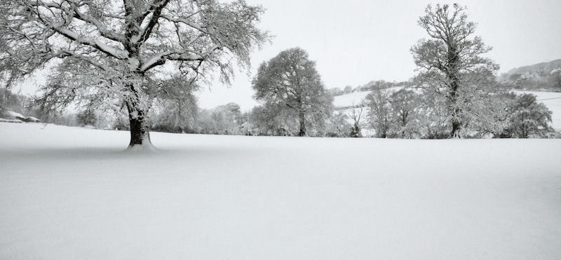 Snow Field