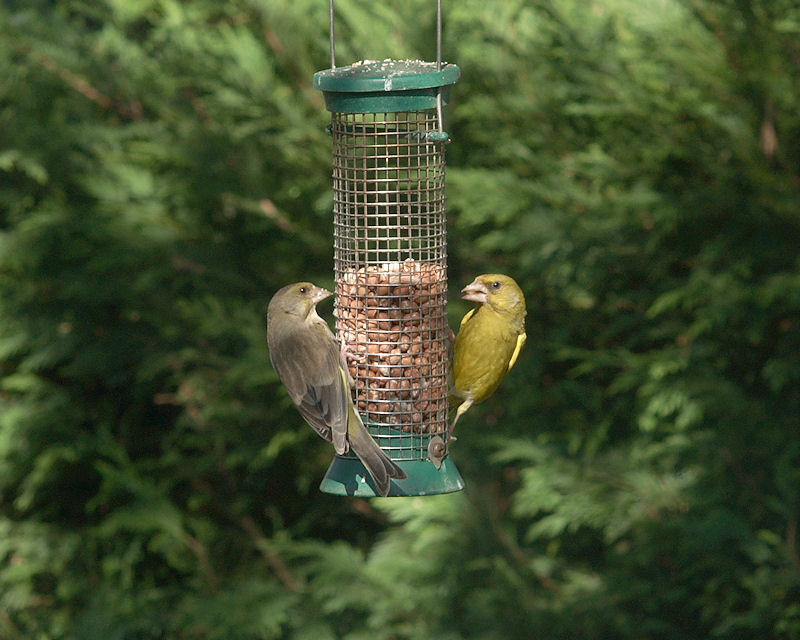 Green Finches [Mr and Mrs]