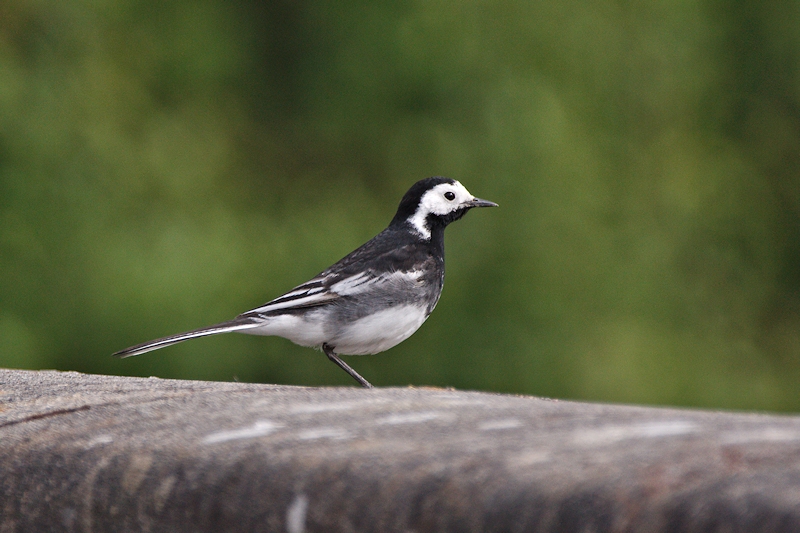 wagtail1.jpg