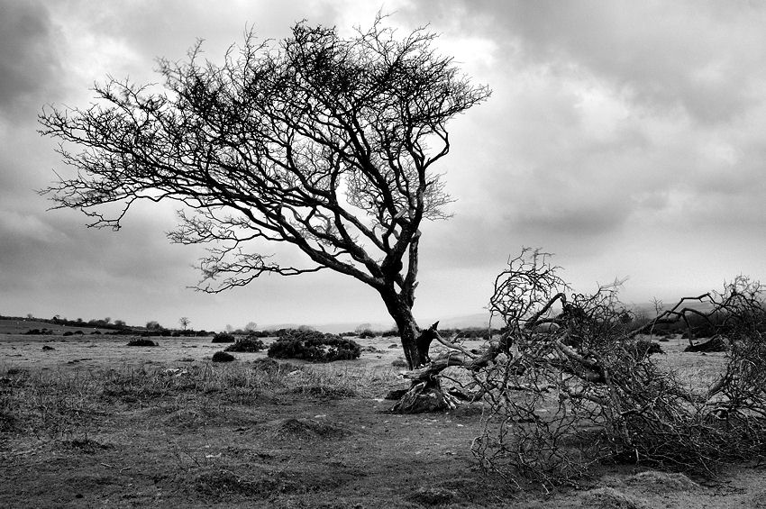 Broken tree at Prewley.jpg