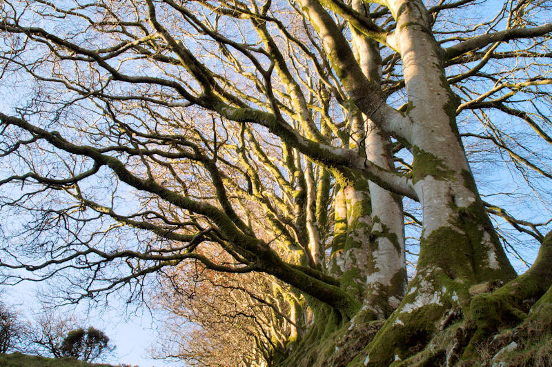 Bank of trees above the lake.jpg