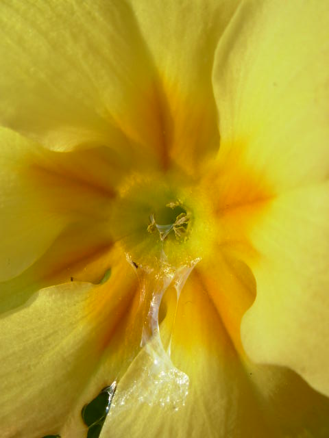 Primrose