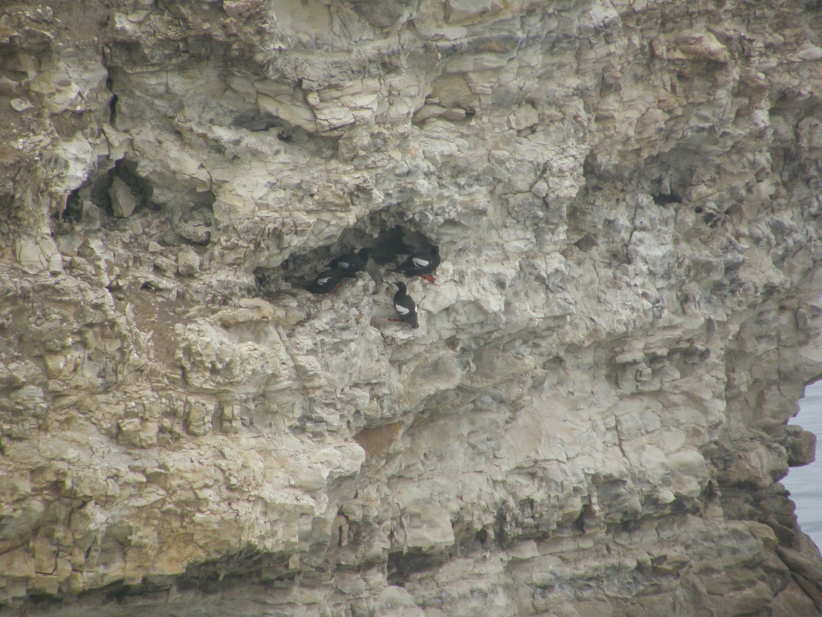 Guillemots Nests on the Cliffs