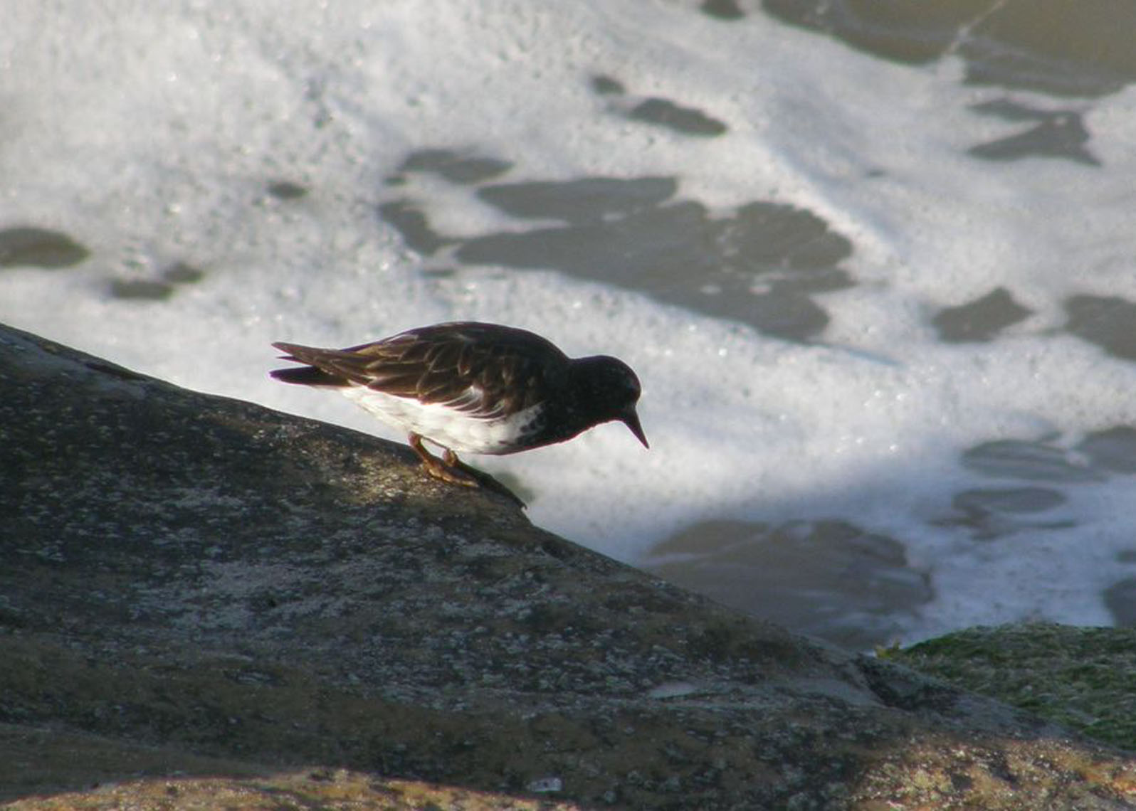 Black Turnstone