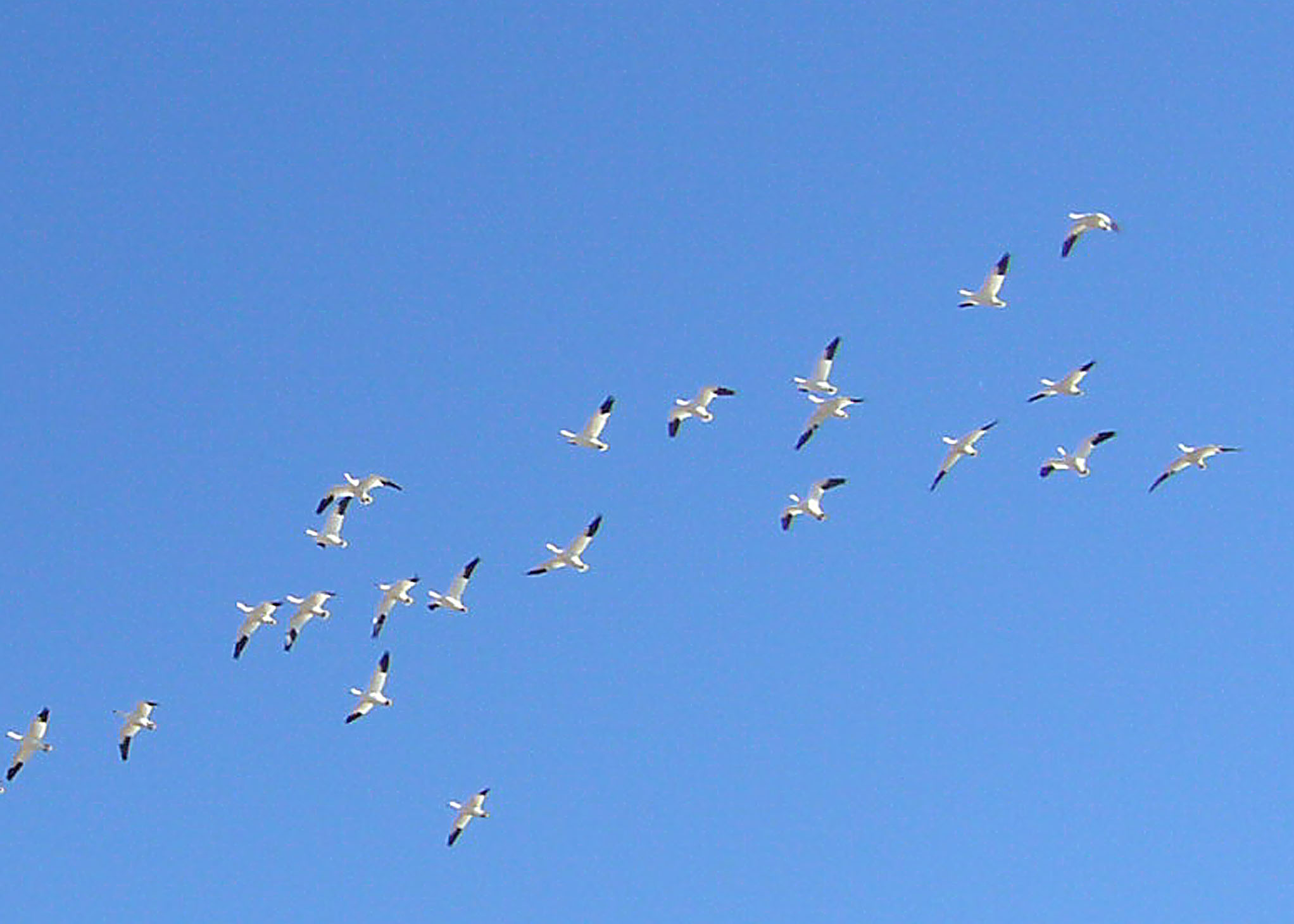 Rosss Geese at Salton Sea