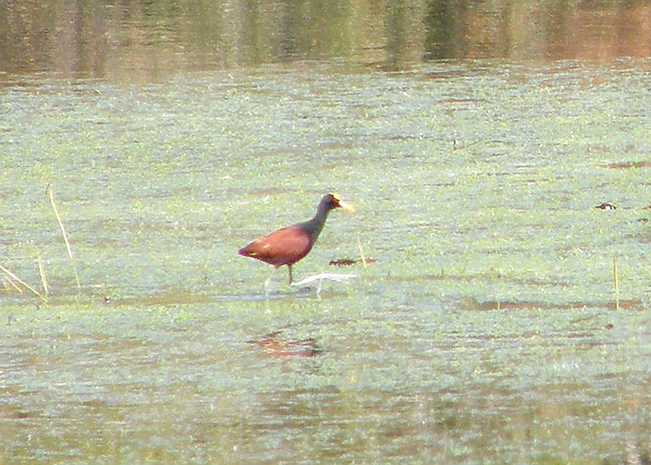Northern Jacana