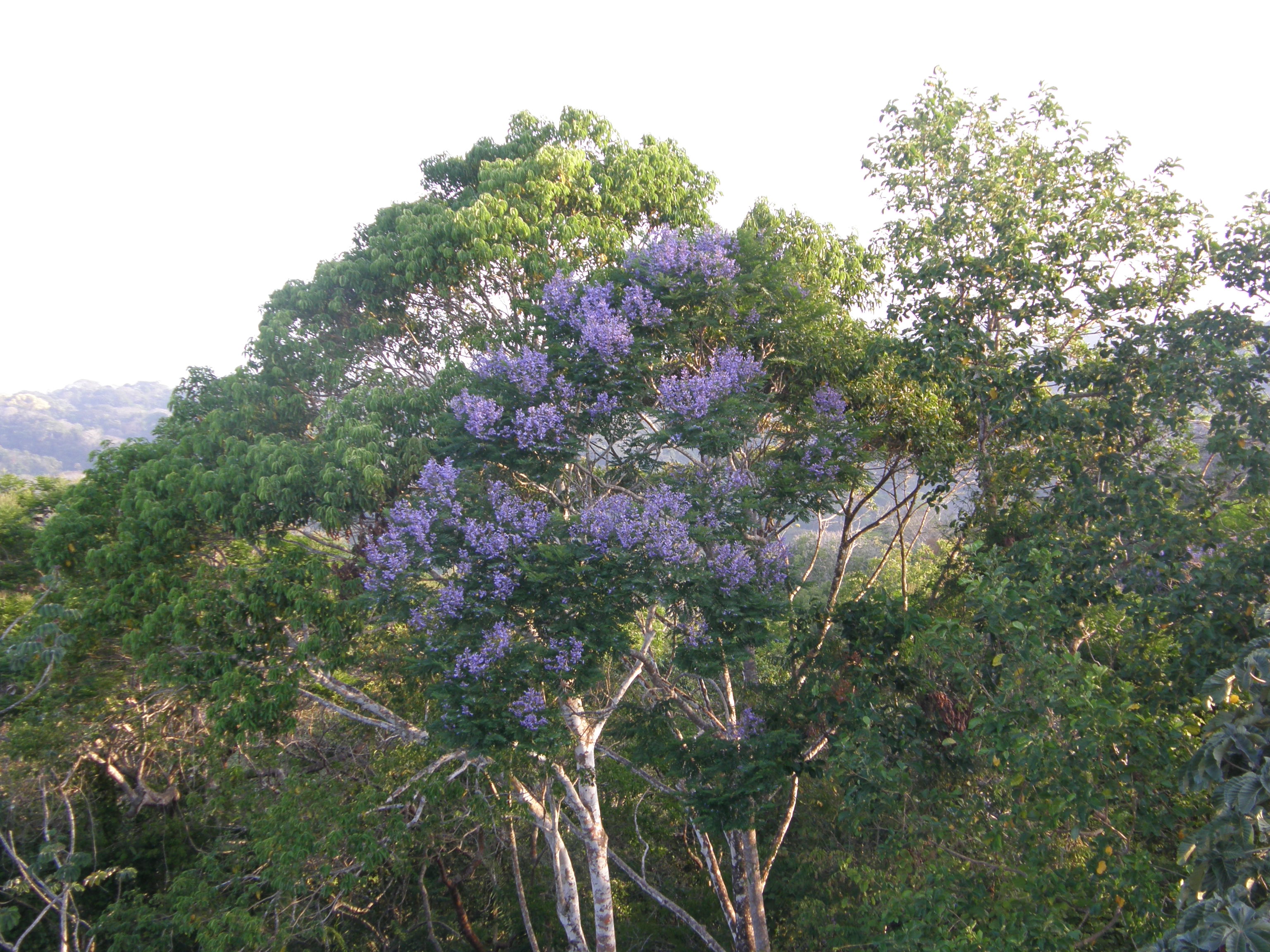 Jacaranda Tree