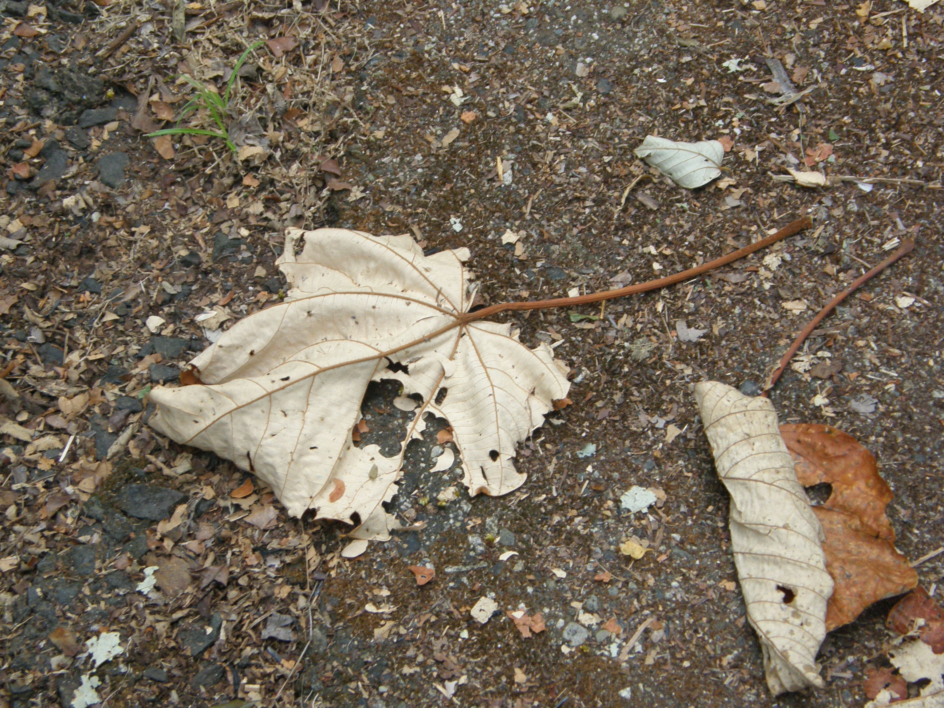 Leaf Cutter Ants at Work