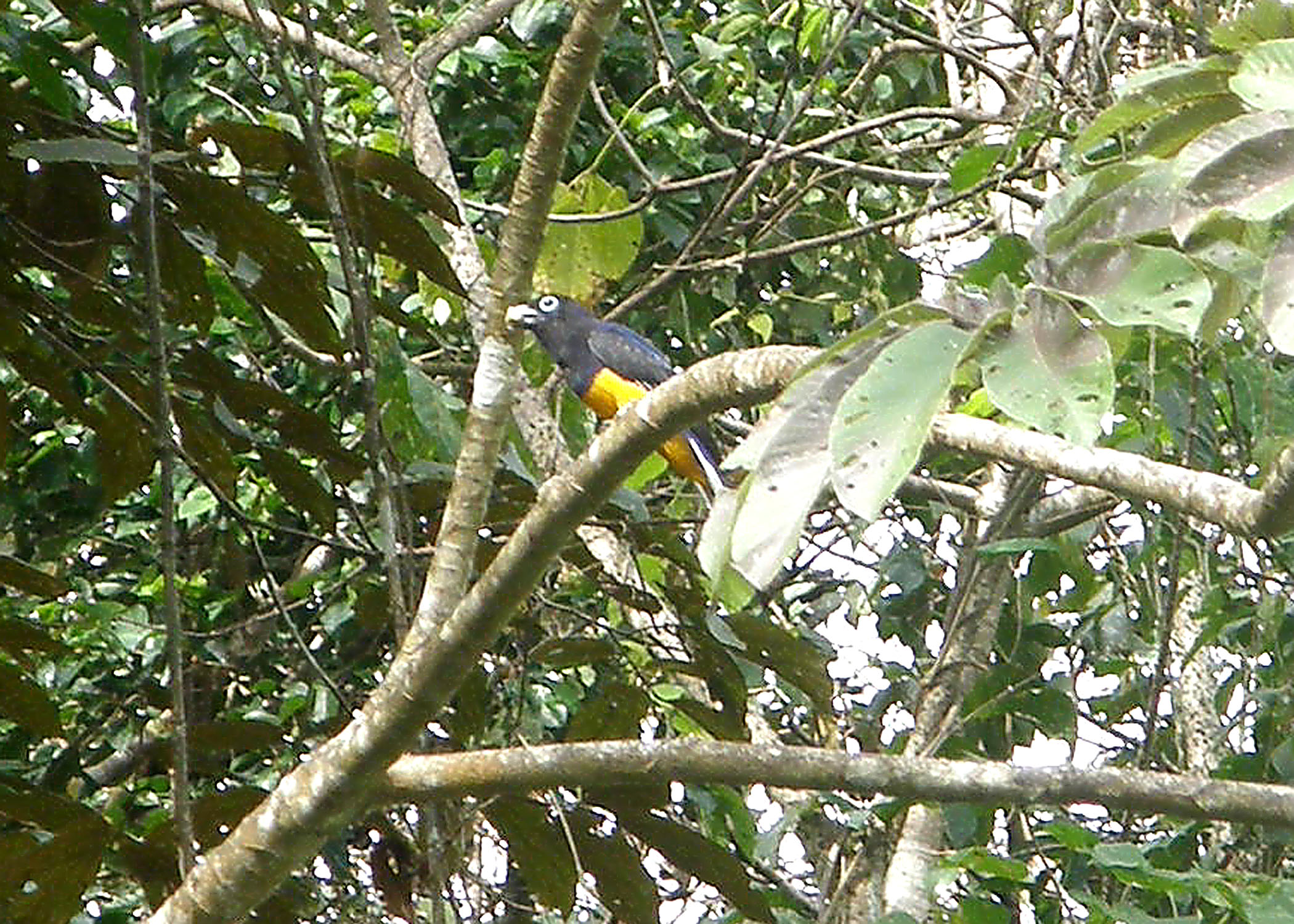 Western White-tailed Trogon