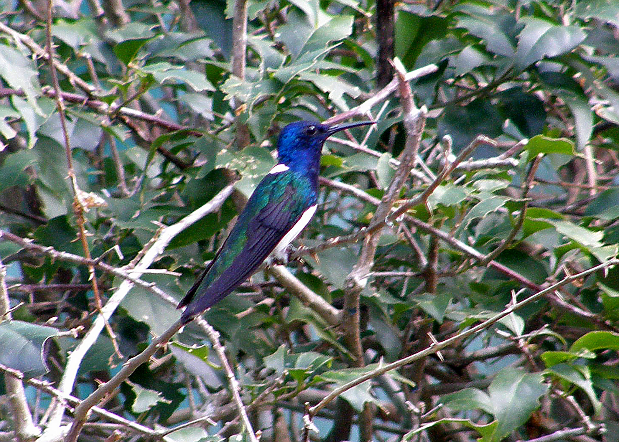 White-necked Jacobin
