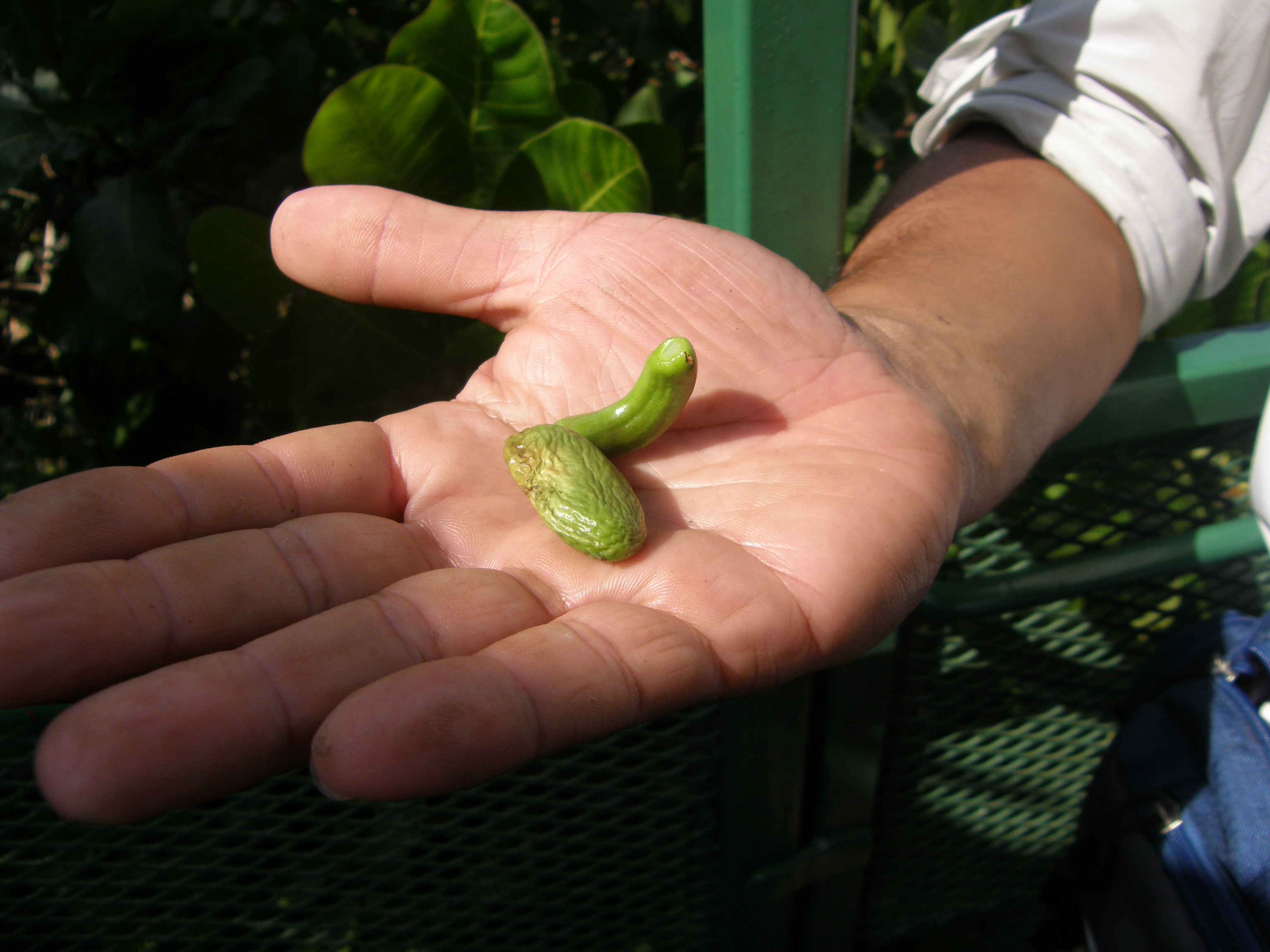 Cashew