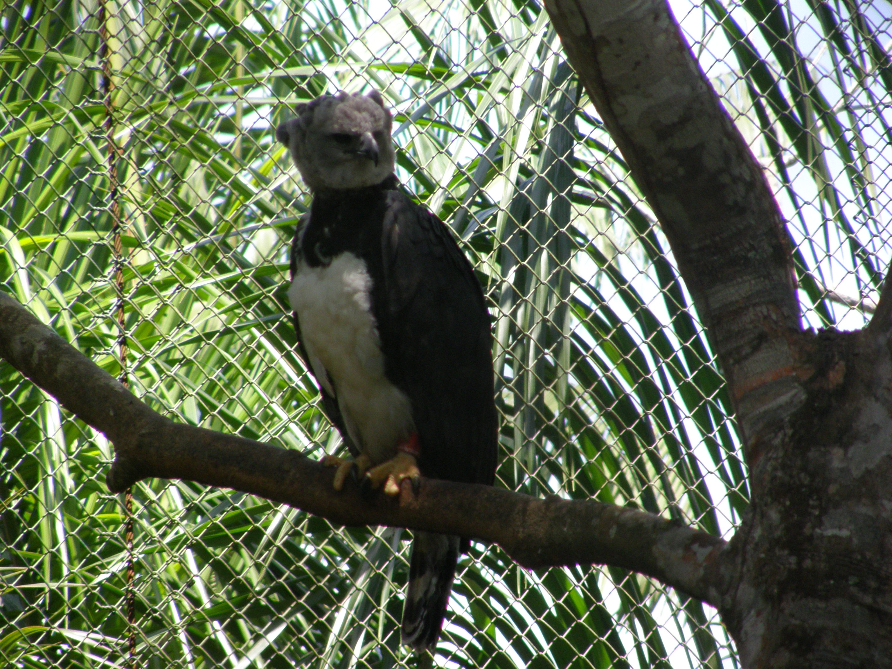 Harpy Eagle, National Bird