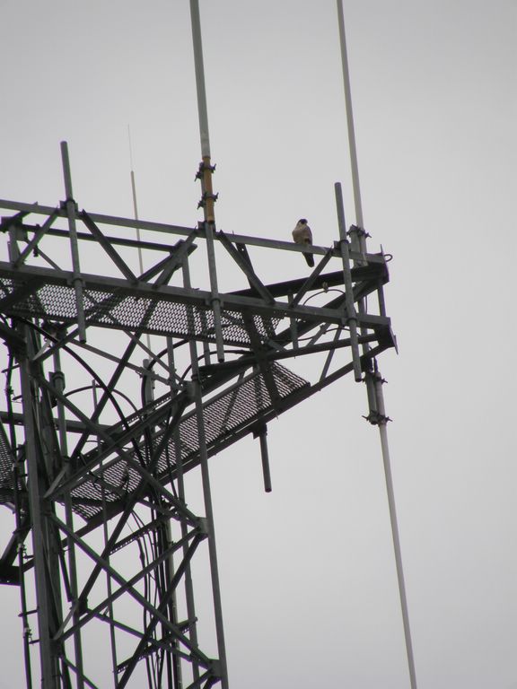 Peregrines mate