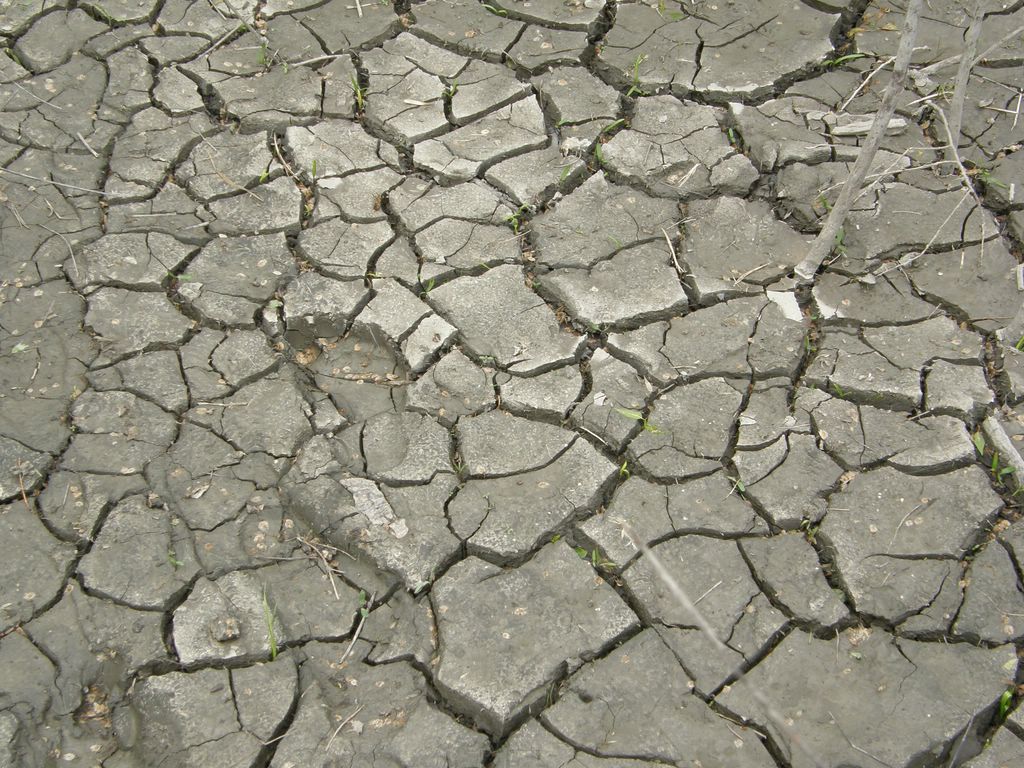 Cracks in mud