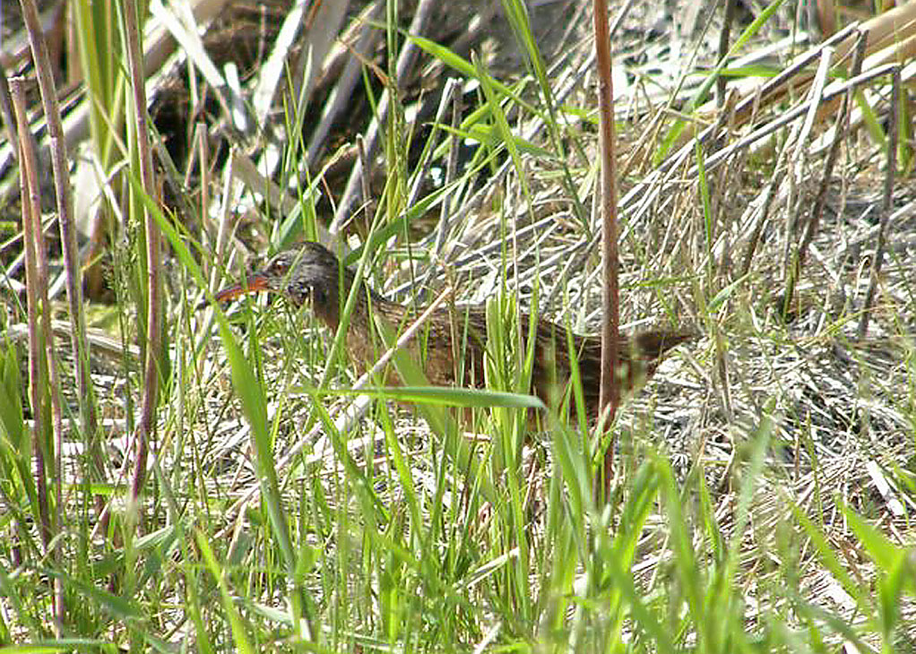 Virginia Rail