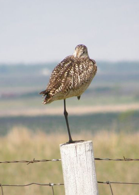 Marbled Godwit