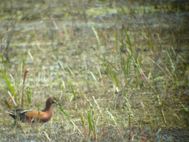 Cinnamon Teal