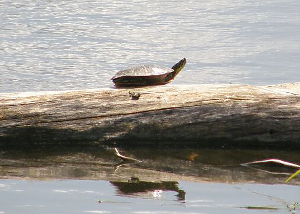 Painted Turtle