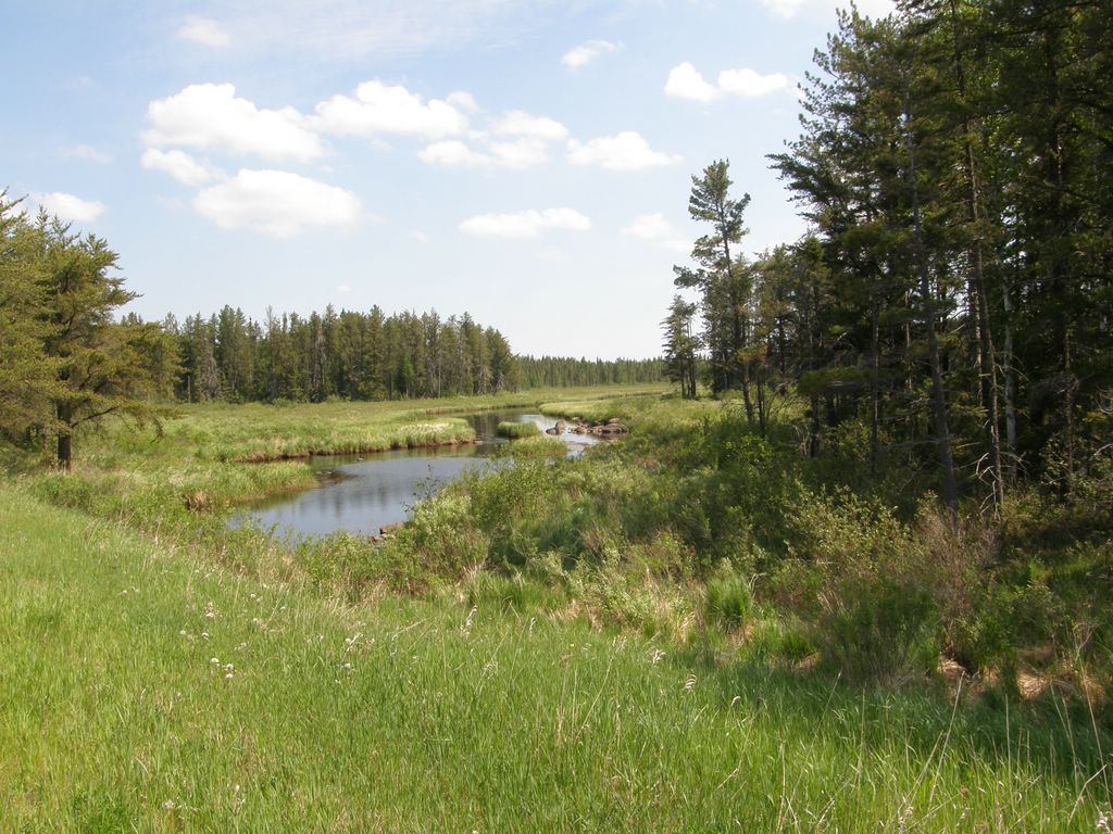 Wetland