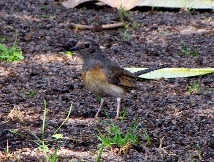 White-rumped Shama