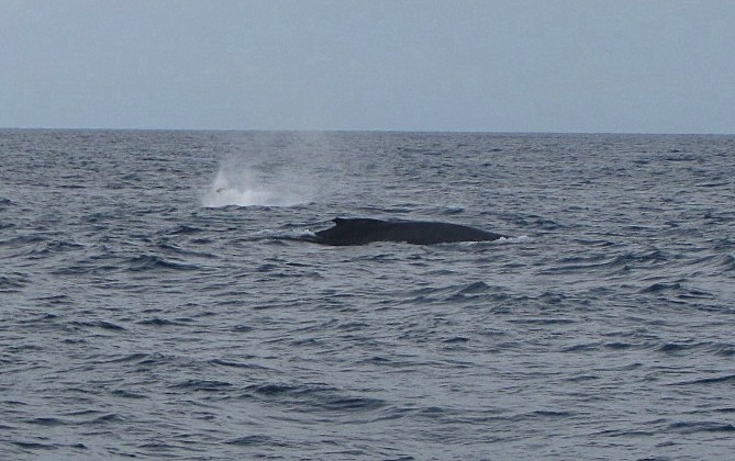 Humpback Whale