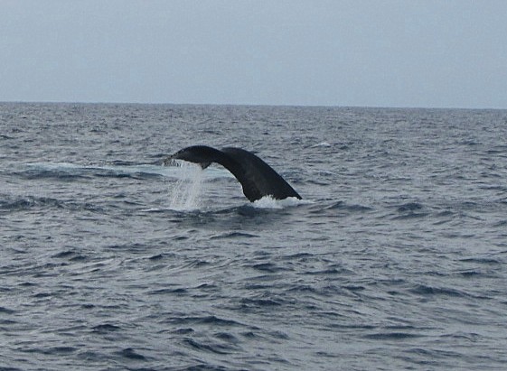 Humpback Whale