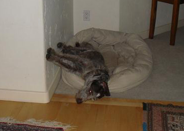 Cibo at Rest