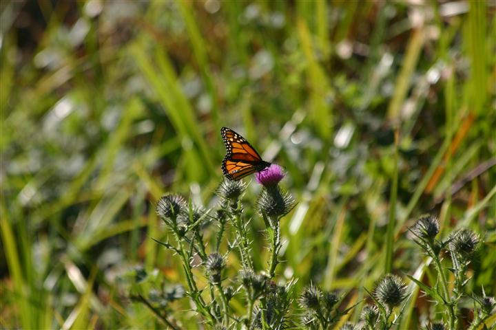 Monarch on Thistle