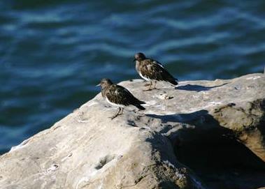 Black Turnstones