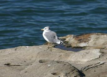 California Gull