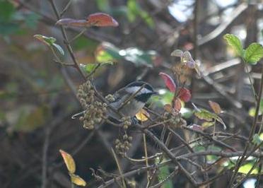 Chestnut-backed Chickadee