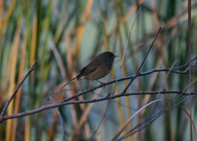 Dark-eyed Oregon Junco