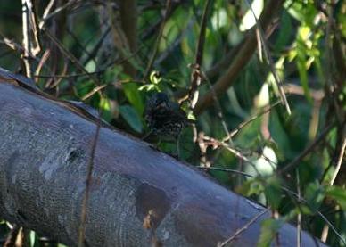 Fox Sparrow