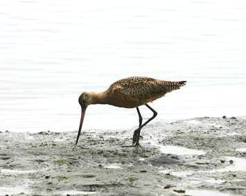 Marbled Godwit