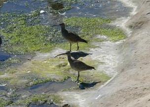 Two Whimbrels