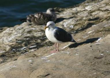 Western Gull