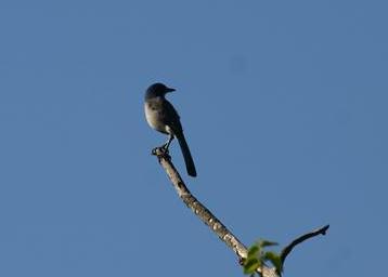 Western Scrub-jay