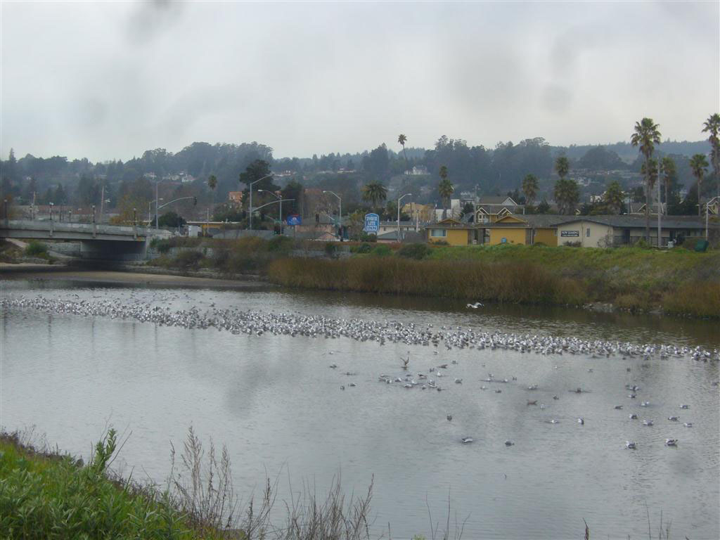 Gulls on San Lorenzo River