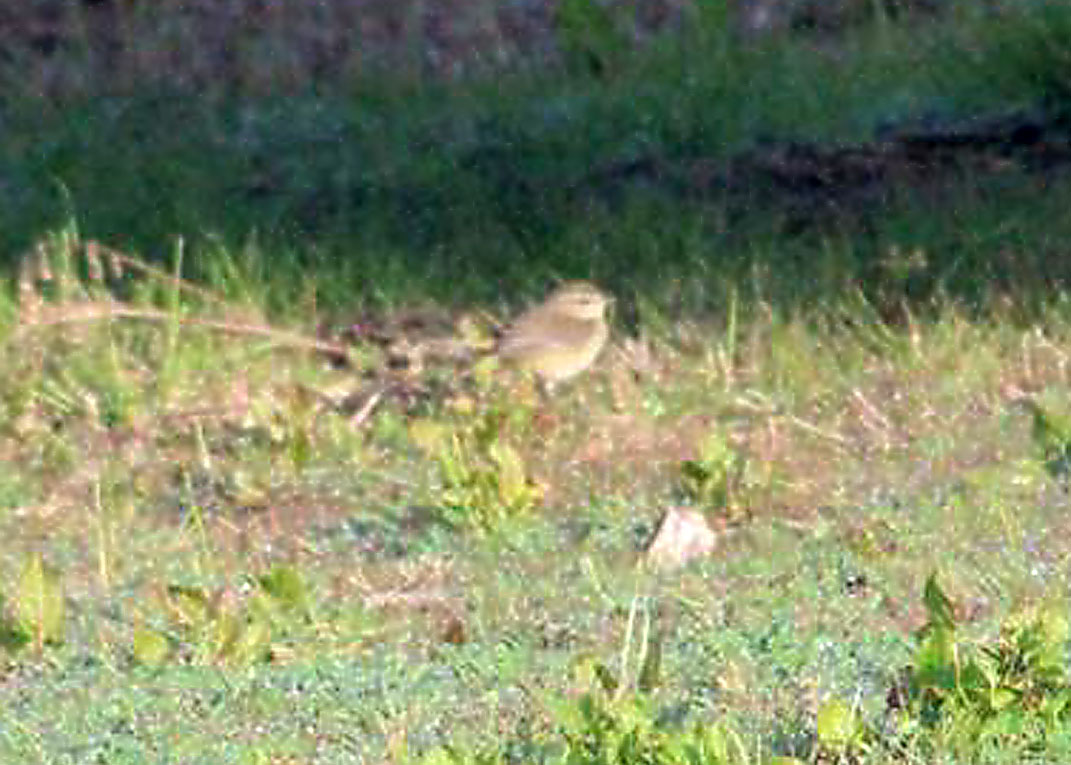 Palm Warbler -- unusual sighting