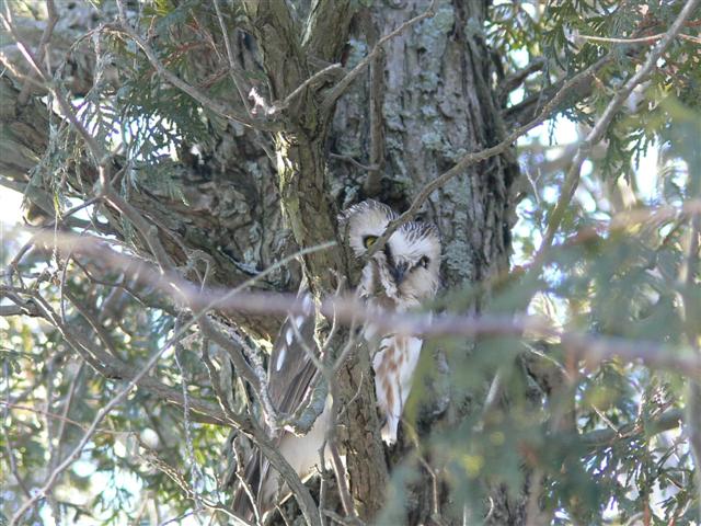 Saw-whet Owl