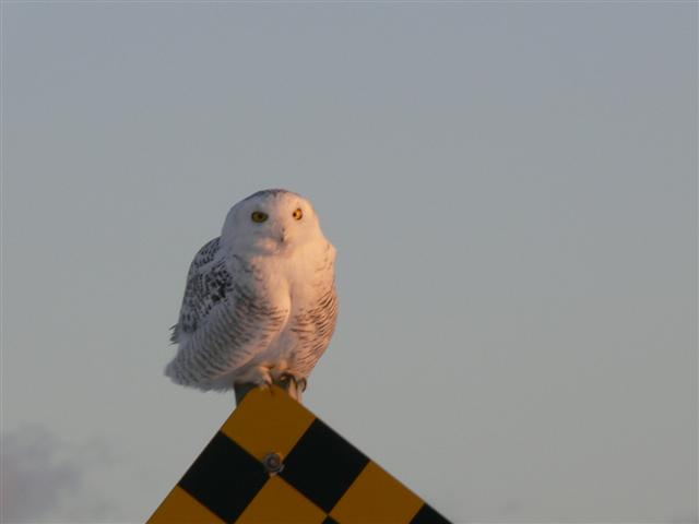 Snowy Owl