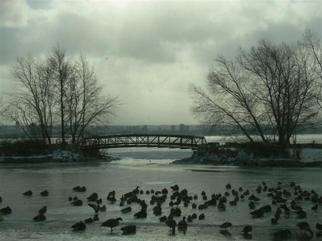 Waterfowl at Marina