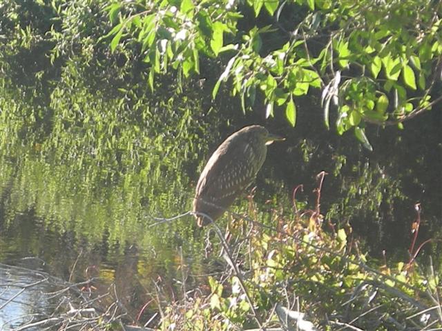 Black-crowned Night-heron