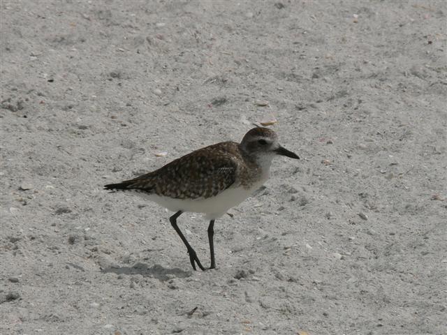 Black-bellied Plover