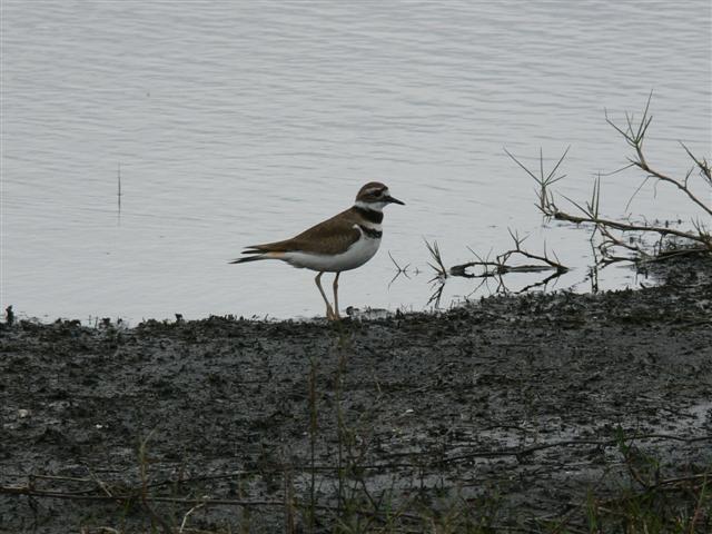 Killdeer