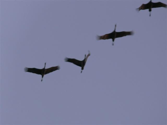 Cranes in Flight