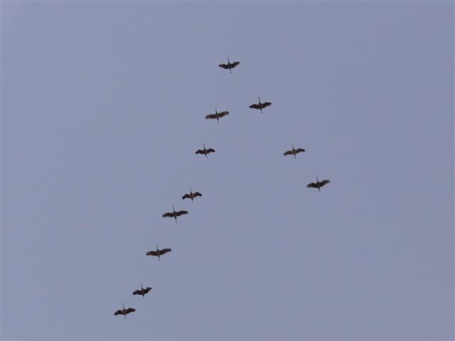 Cranes in Flight