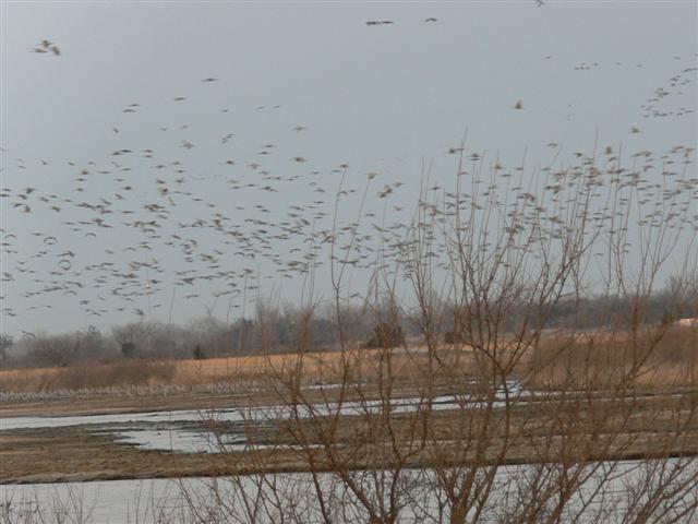 Cranes Coming in in the Evening