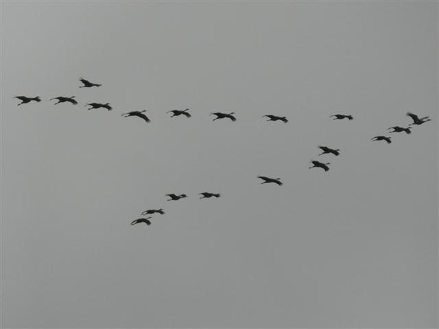 Cranes in Flight