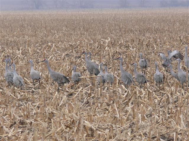 Cranes Out Feeding